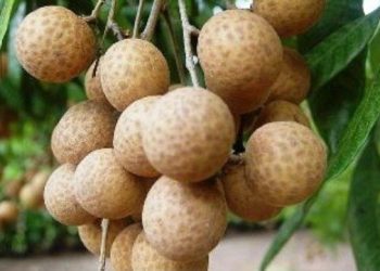 12 Công Dụng Của Quả Nhãn Và Chú Ý Khi Ăn Nhãn