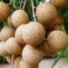 12 Công Dụng Của Quả Nhãn Và Chú Ý Khi Ăn Nhãn