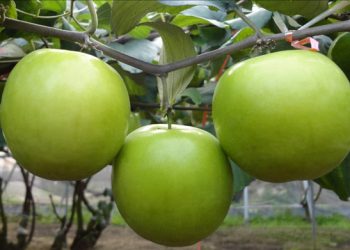 13 Công Dụng Tốt Cho Sức Khỏe Của Quả Táo Ta