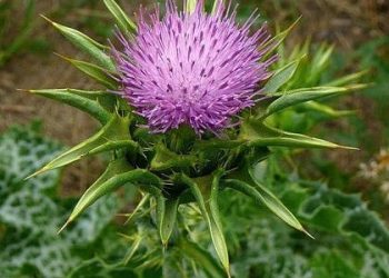 Cây cúc gai (Milk Thistle)