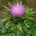 Cây cúc gai (Milk Thistle)