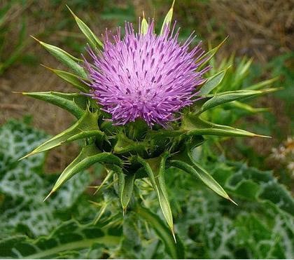 Cây cúc gai (Milk Thistle)