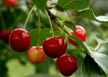 Quả anh đào (cherry/ sơ ri)