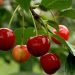 Quả anh đào (cherry/ sơ ri)