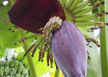 7 tác dụng ít ngờ khi ăn hoa chuối