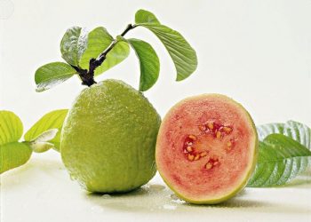 8 Công Dụng Của Ổi Đối Với Sức Khỏe Con Người