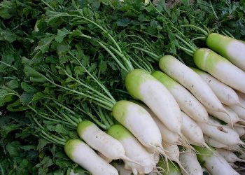 8 lợi ích không ngờ của củ cải