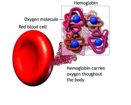 Cấu trúc hóa học của Isoleucine và Hemoglobin – nhân của hồng cầu