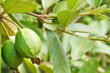 Ăn ổi phòng chữa nhiều bệnh