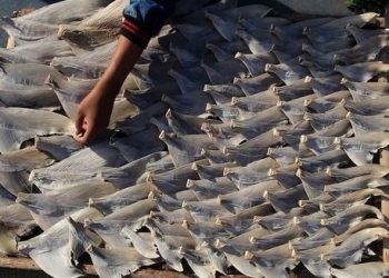 Ăn vi cá tẩm bổ coi chừng bị ngộ độc thủy ngân