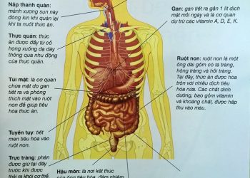 Cơ thể xử lý thức ăn như thế nào