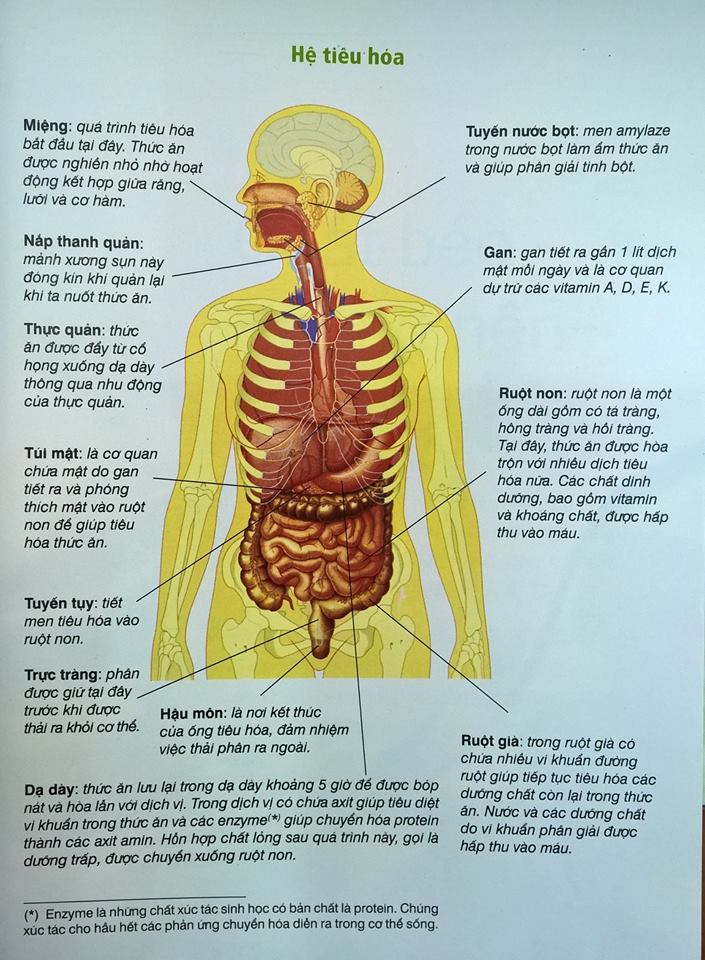 Cơ thể xử lý thức ăn như thế nào