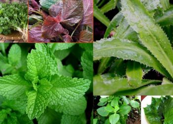 Công Dụng Của 7 Loại Rau Thơm Tốt Cho Sức Khỏe