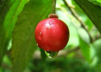 Công Dụng Của Cây Trứng Cá