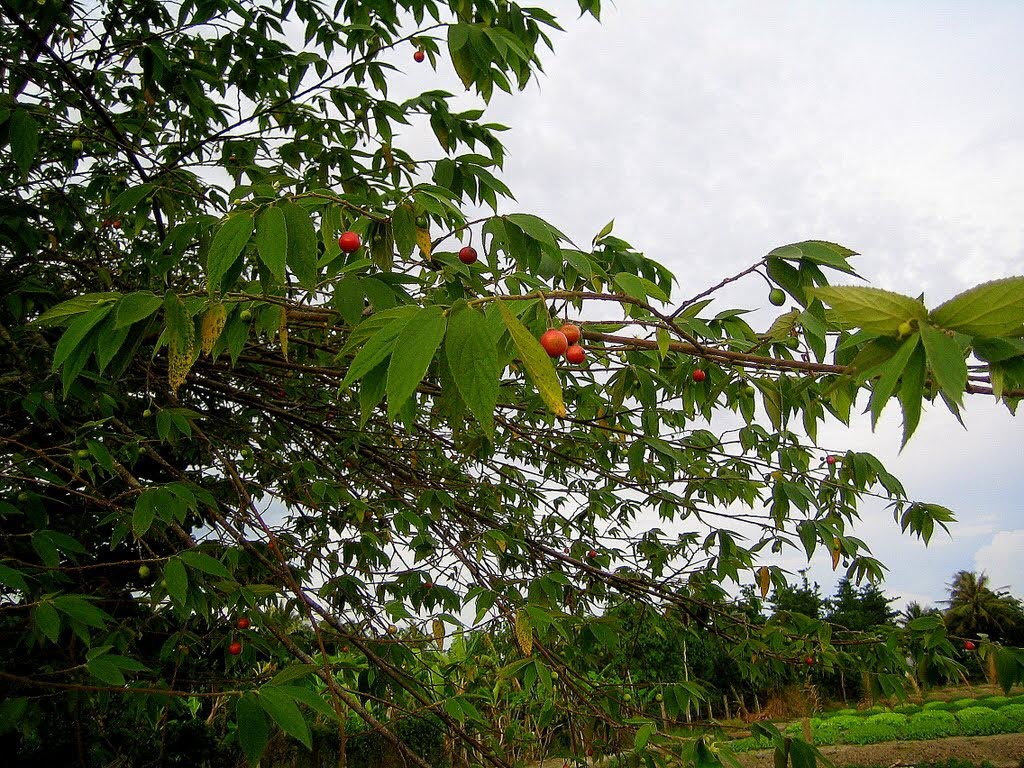 Công Dụng Của Cây Trứng Cá