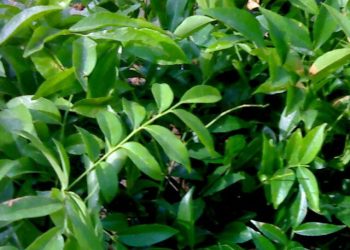 Công Dụng Của Cây Và Lá Mắc Mật