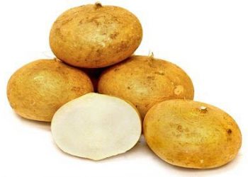 Công Dụng Của Củ Đậu