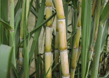 Công Dụng Của Mía Và Nước Mía