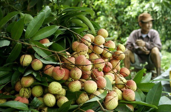 Công Dụng Của Quả Vải – Ăn Vải Đúng Cách