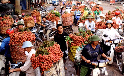 Công Dụng Của Quả Vải – Ăn Vải Đúng Cách