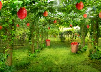 Công dụng ít biết của 4 loại rau quả dân dã