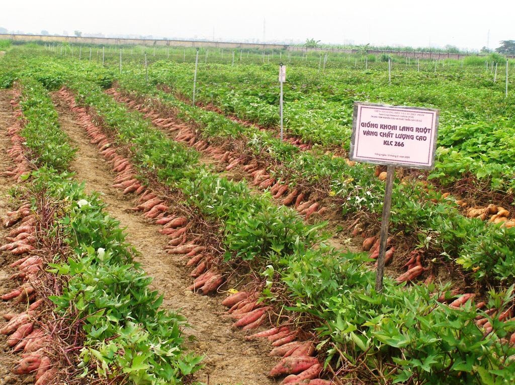 Công Dụng Tuyệt Vời Của Khoai Lang – Vì Sao Nên Ăn Khoai Lang Mỗi Ngày