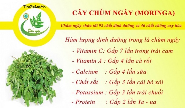 Công Dụng Và Các Món Ăn Ngon Từ Chùm Ngây