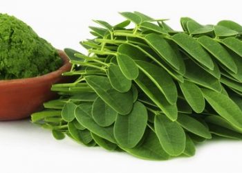 Công Dụng Và Các Món Ăn Ngon Từ Chùm Ngây