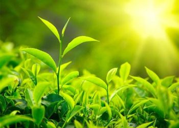 Công Dụng Và Cách Uống Trà Xanh