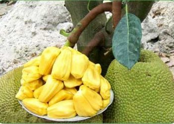 Công Dụng Và Giá Trị Dinh Dưỡng Của Mít