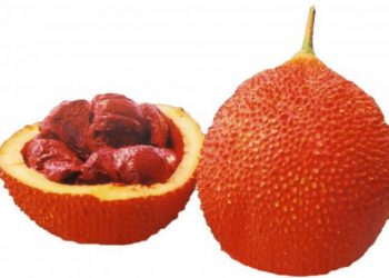 Công Dụng Và Giá Trị Dinh Dưỡng Của Quả Gấc