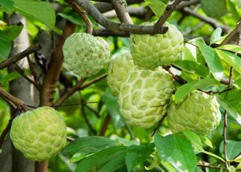 Công Dụng Và Giá Trị Dinh Dưỡng Của Quả Na