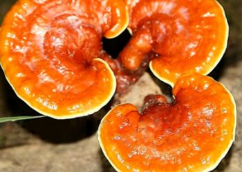 Linh chi - Vị thuốc quý từ thiên nhiên