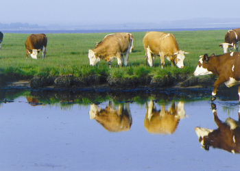 Lý do khiến nhiều người chuộng thực phẩm hữu cơ