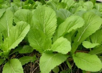 Món ăn vị thuốc từ cải bẹ xanh