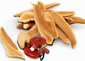 Những cách sử dụng nấm linh chi phổ biến