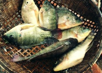 Những loại cá tốt cho sức khỏe bạn nên ăn