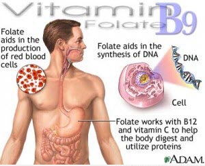 Vai trò của Vitamin B9 đối với cơ thể