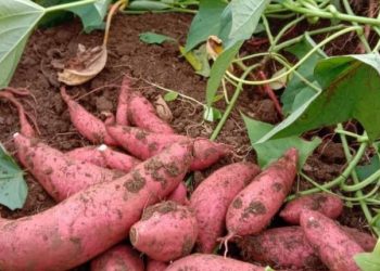 Vai trò của kali đối với sức khỏe của bé