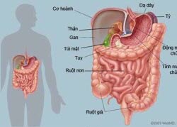 Chức năng và tác dụng chính của Kali