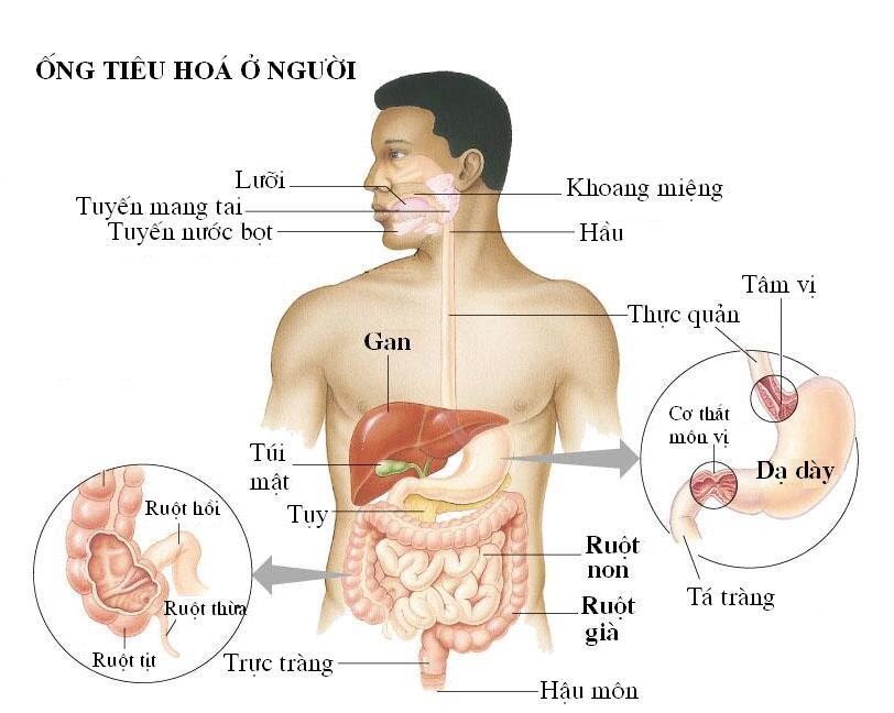  Chức năng và tác dụng chính của Đồng